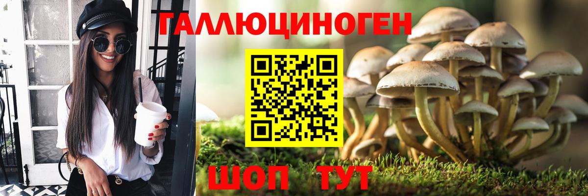 дарнет шоп  Псилоцибиновые грибы ЛСД  Вход с VPN  Псилоцибиновые грибы GOLDEN TEACHER  Елизово 